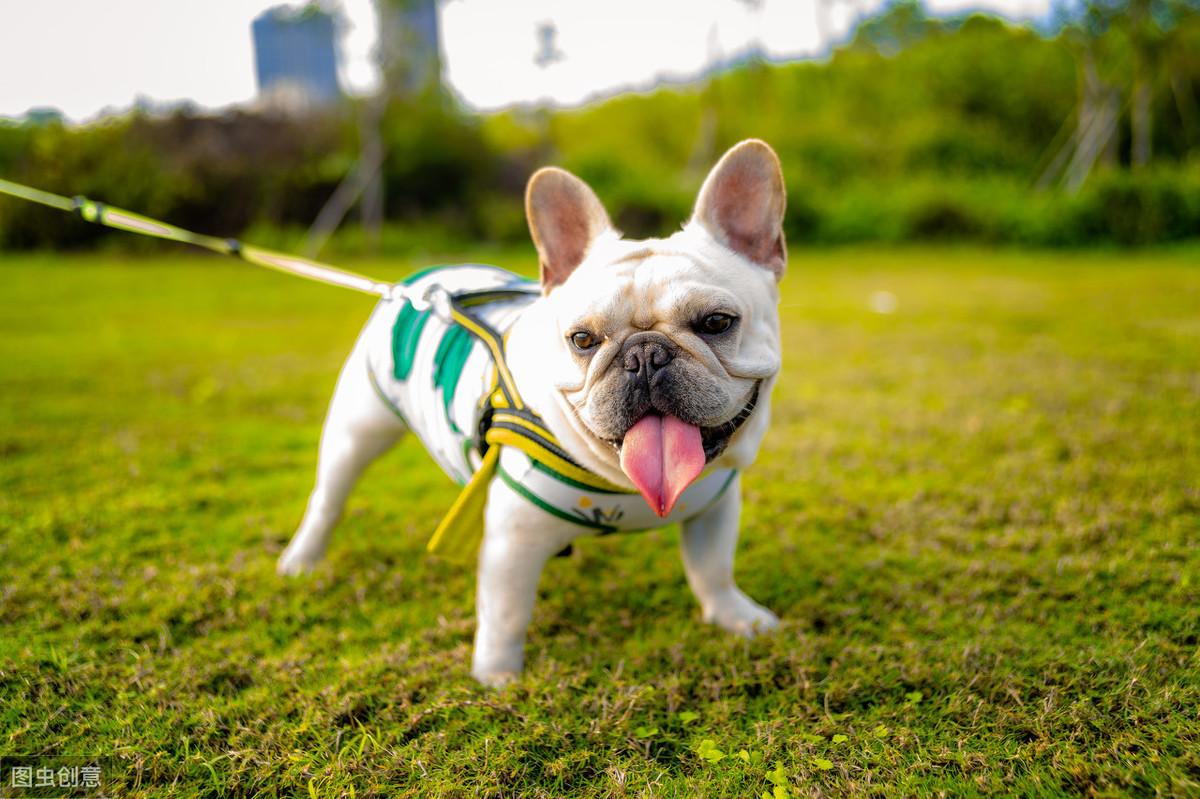 三个月大的巴哥犬的喂养指南，科学饮食与健康成长